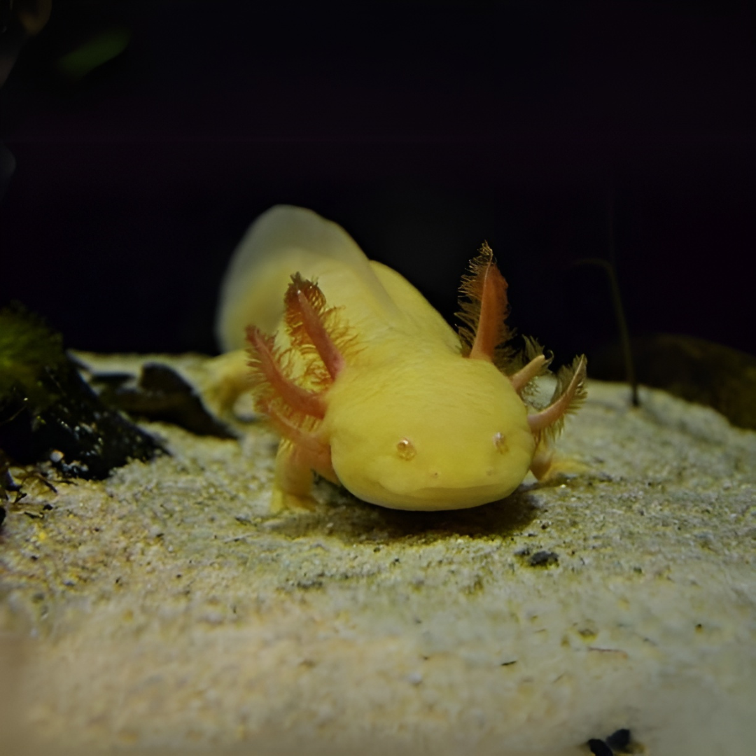 Axolotl Albino Golden (7-8 Inches) | Single