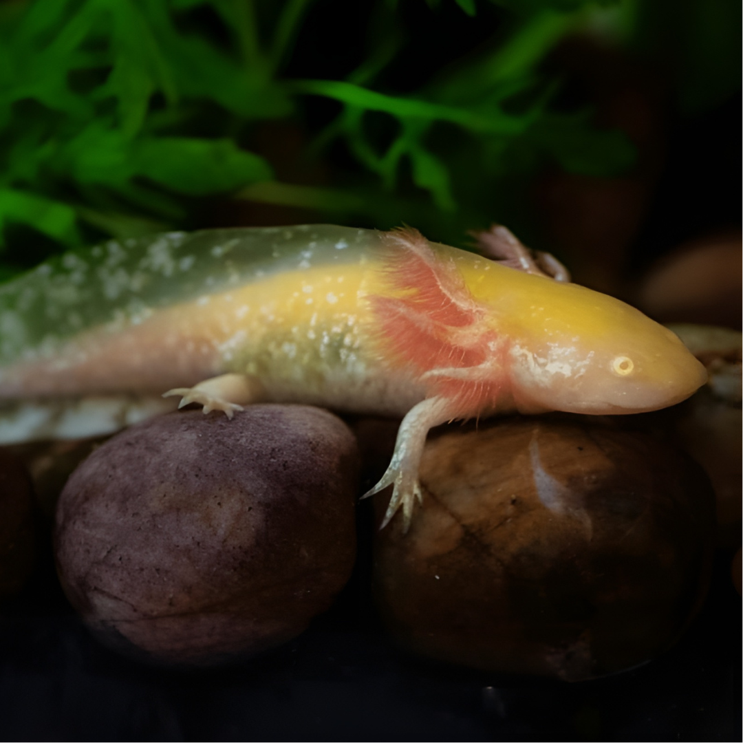 Axolotl Albino Golden (7-8 Inches) | Single