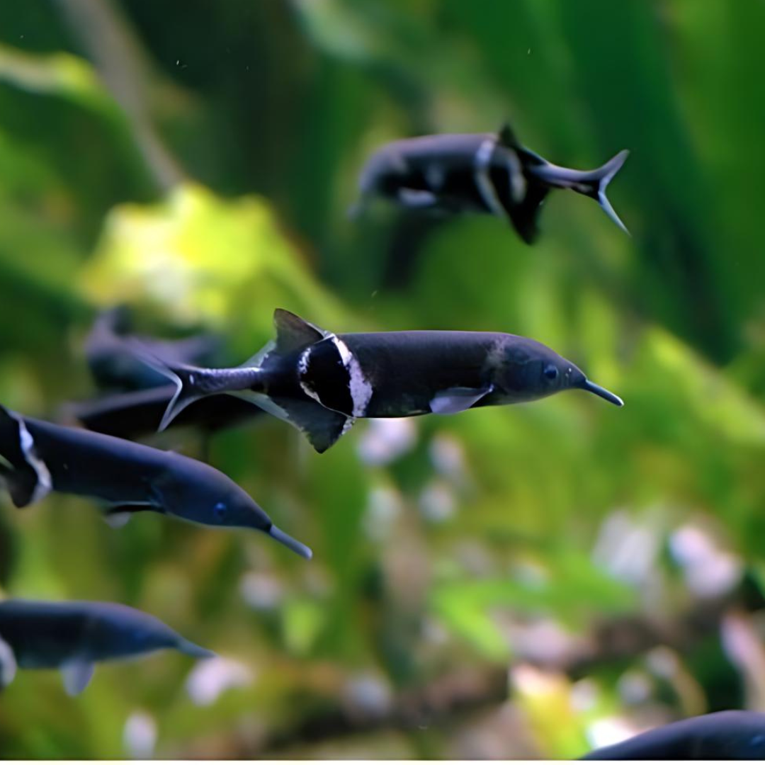 Elephant Nose Fish (4-5 Inches) | Single