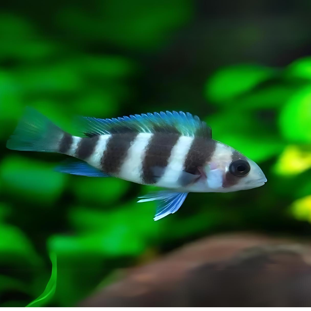 Live Fish Frontosa (3 inches) | Single