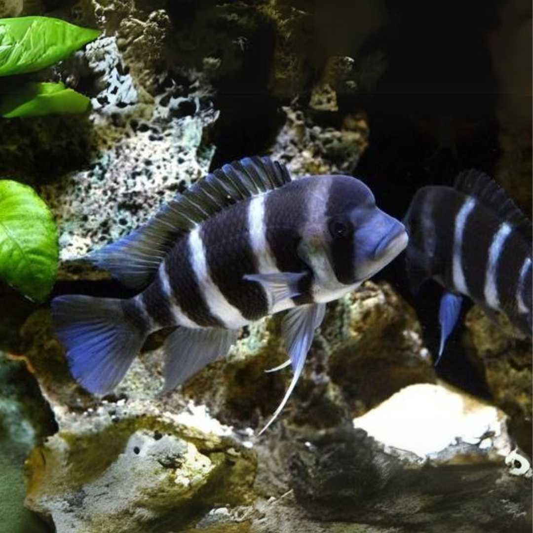 Live Fish Frontosa (3 inches) | Single