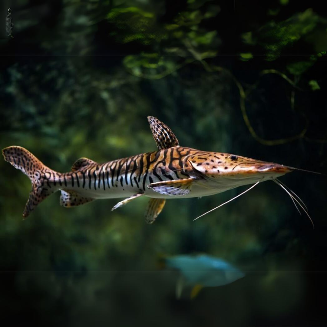 Shovel Nose Cat (3 Inches) | Single