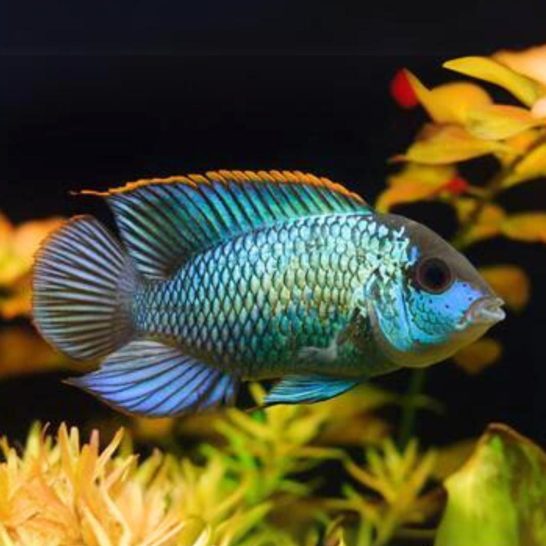 Electric Blue Neon Acara (3 -3.5 Inches) | Single