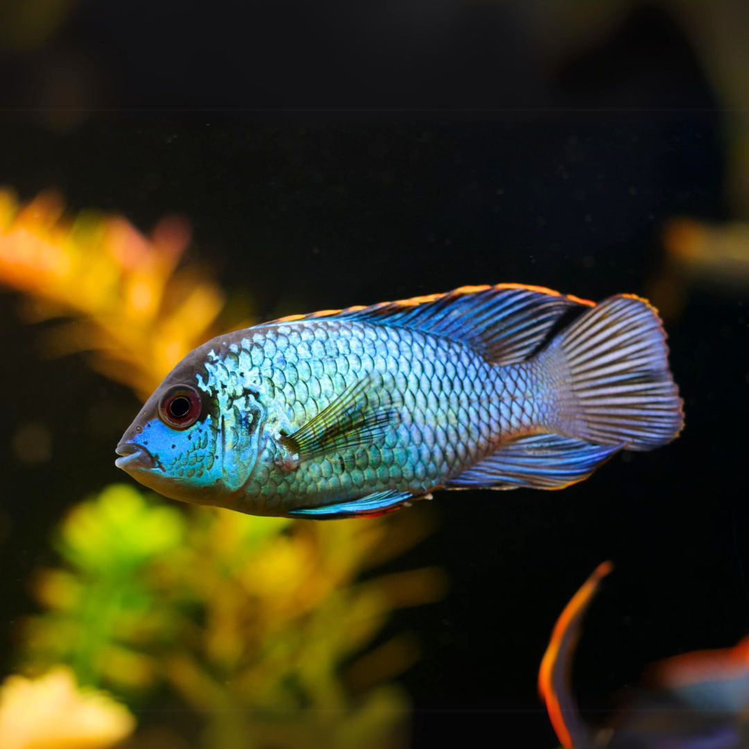 Electric Blue Neon Acara (3 -3.5 Inches) | Single