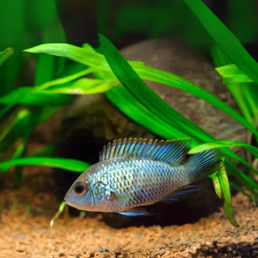 Electric Blue Neon Acara (3 -3.5 Inches) | Single