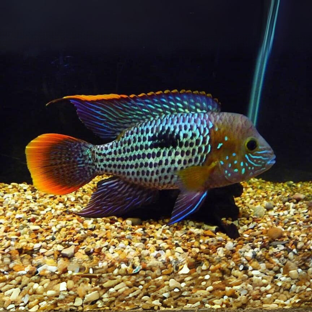 Green Terror Cichlid | Single