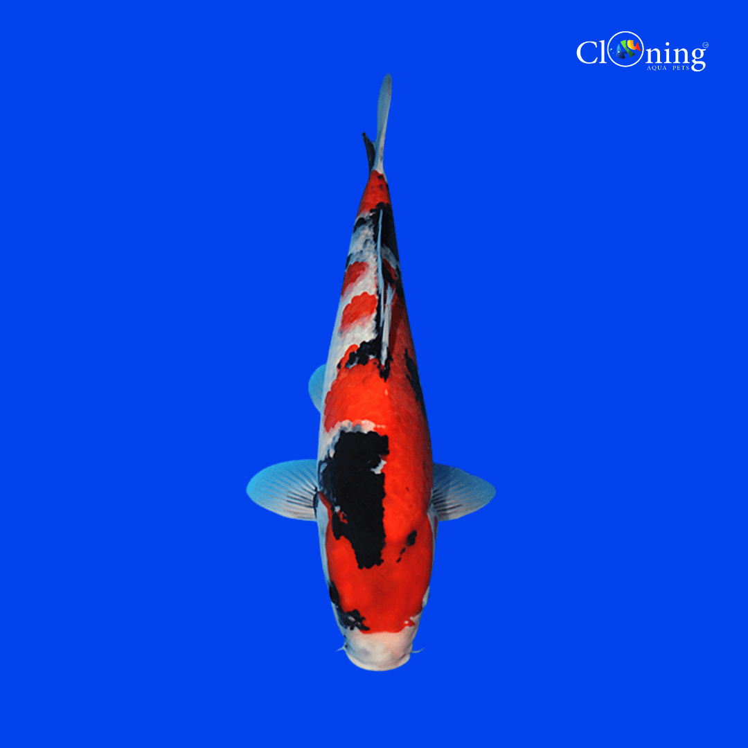 ಲೈವ್ ಮೀನು | ಮೂನ್ ಟೈಲ್ ಬಲೂನ್ ಮೊಲ್ಲಿ ಮೀನು | ಗೋಲ್ಡನ್ ಮೊಲಿ |