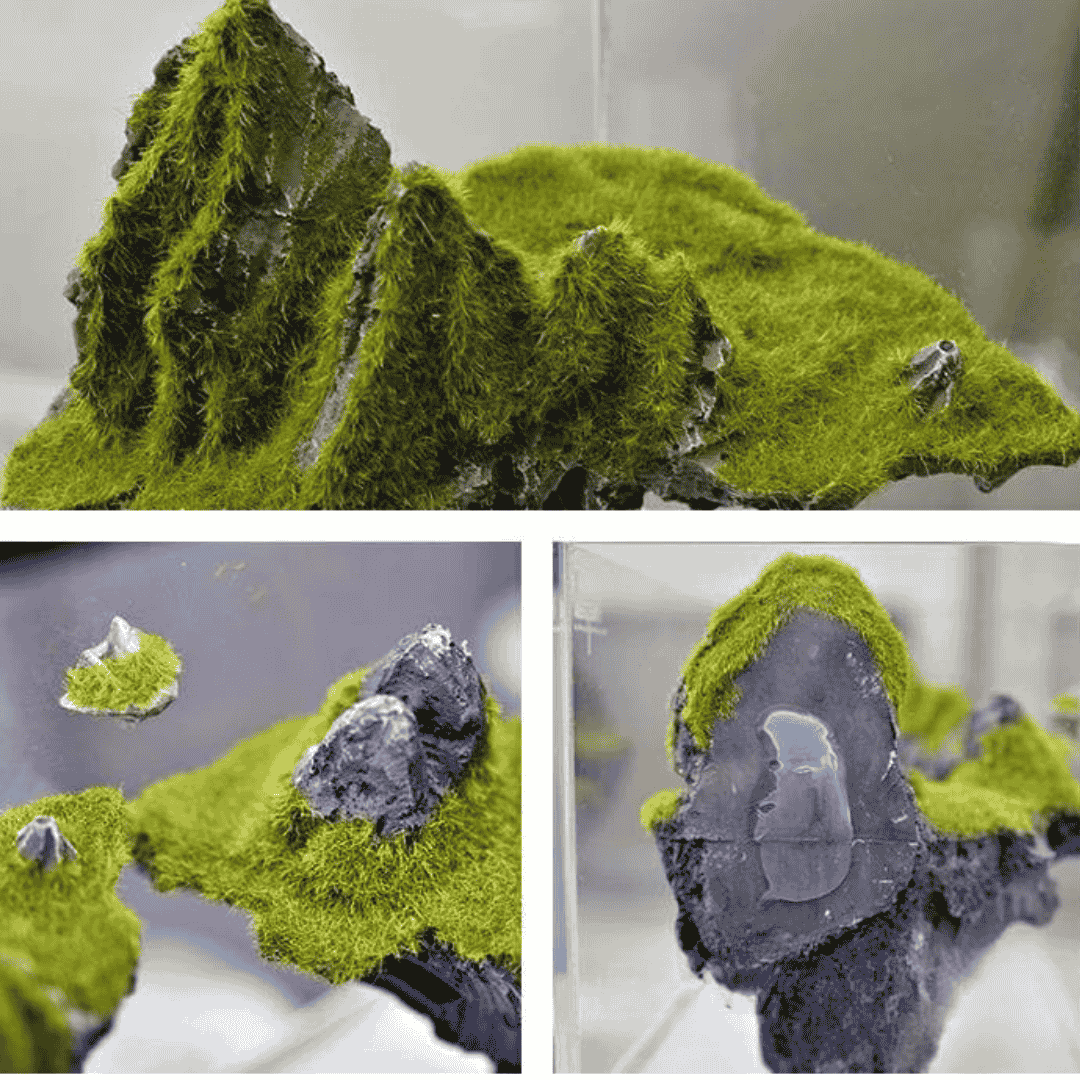 Decor Aquarium Moss Rock