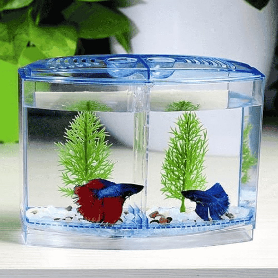 Taiyo Betta House Single
