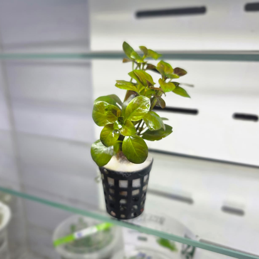 CAP Ludwigia Repens | Cup Live Plant