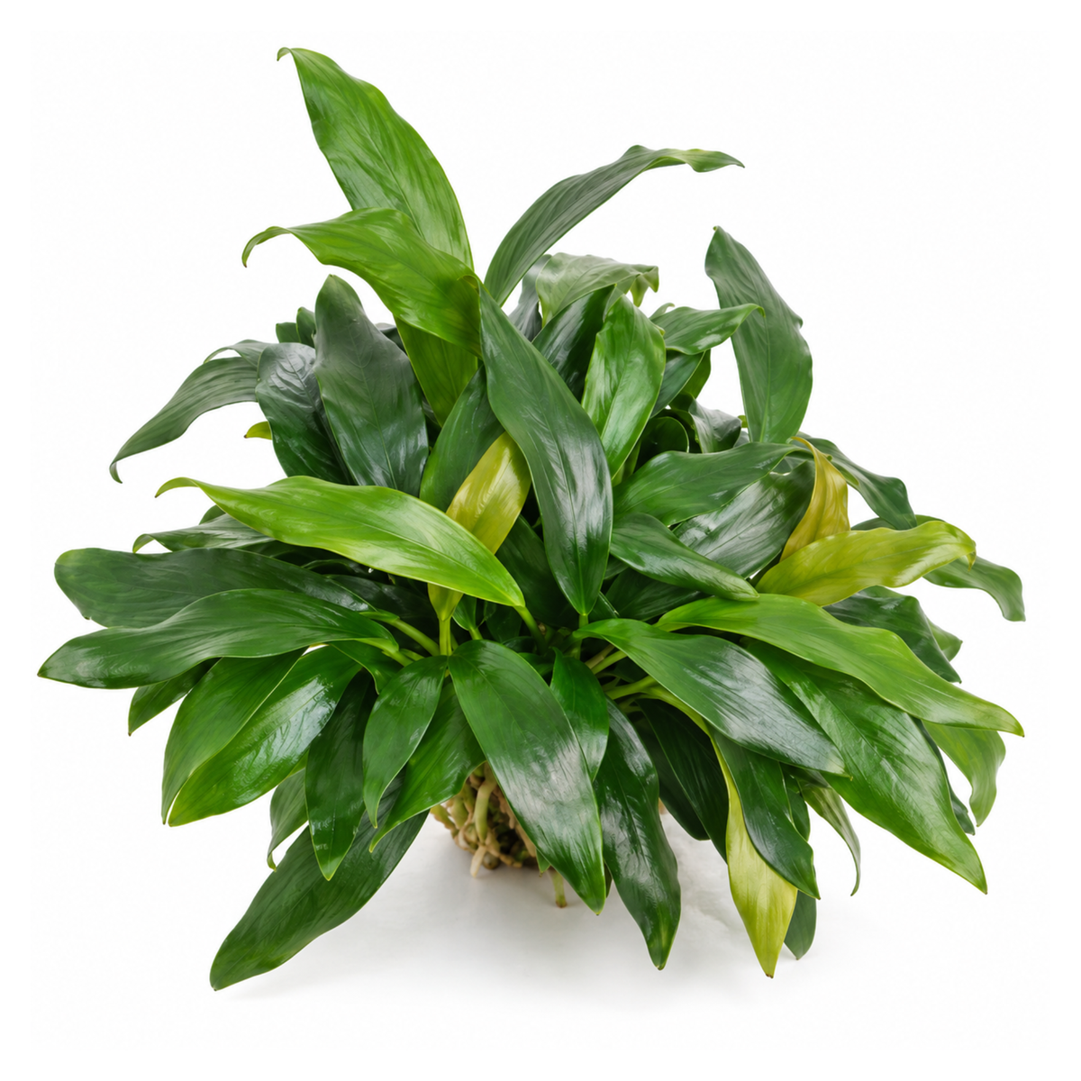 Sreepadma Anubias Dragon Claw | Live Plant