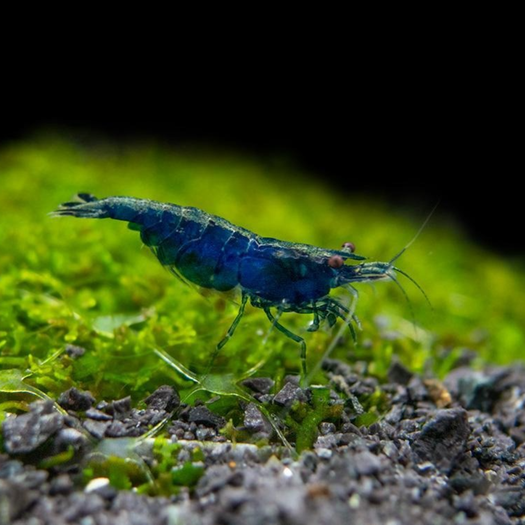 Shrimp Blue Diamond | Single