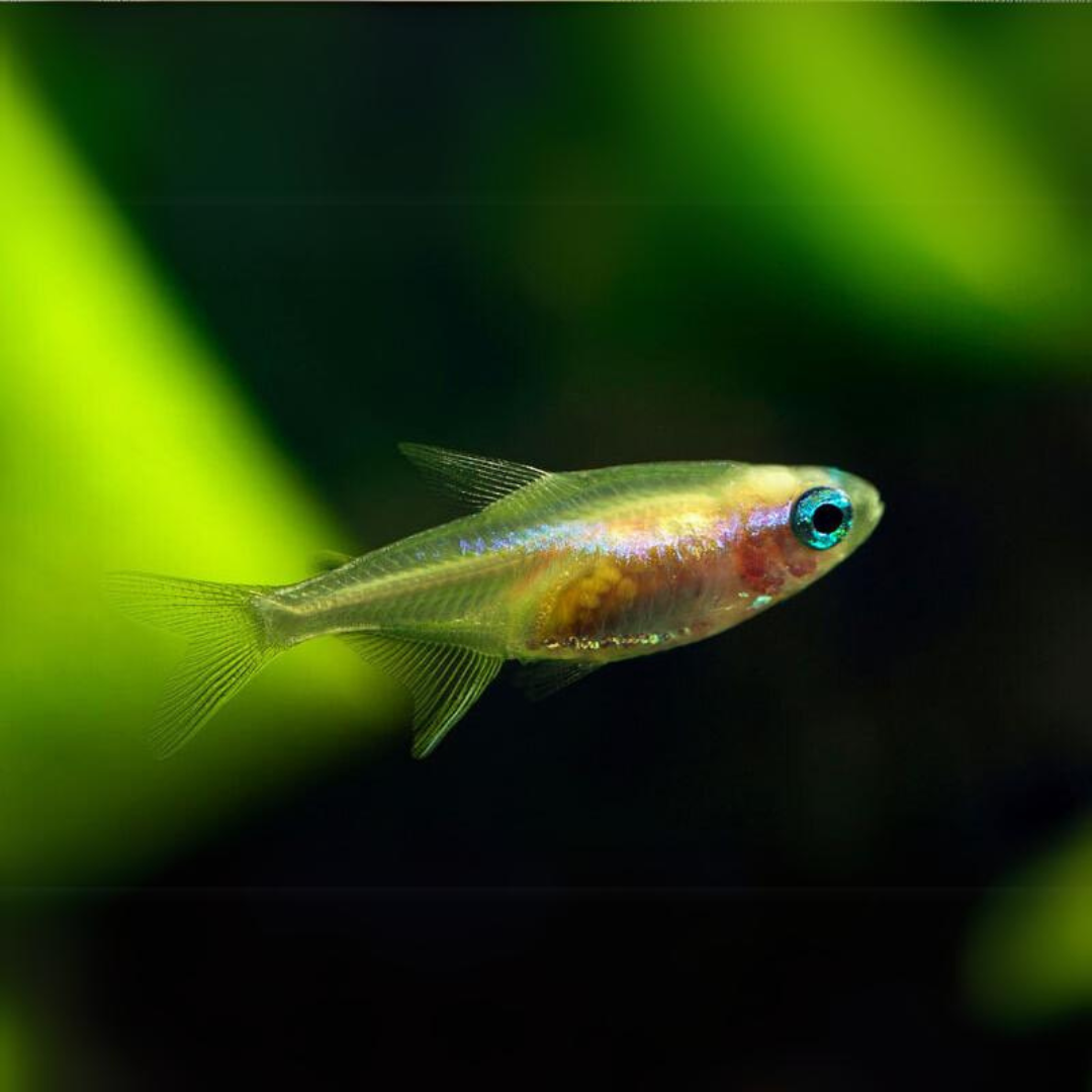 Live Fish Albino Neon Tetra | Planted Tank Fish | Single