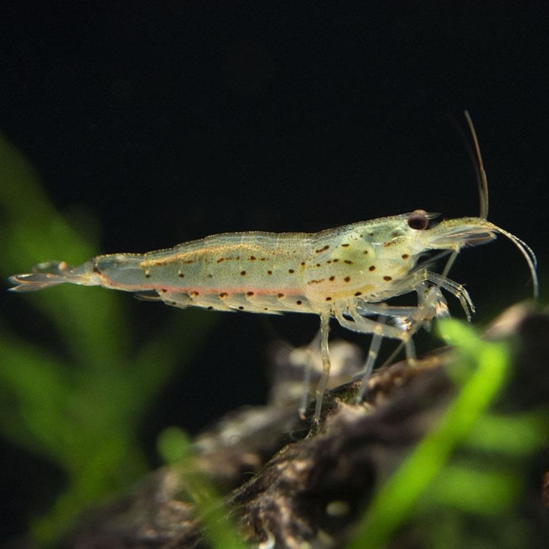 Shrimp Amano Aka Yamato 3 To 4cm - Single