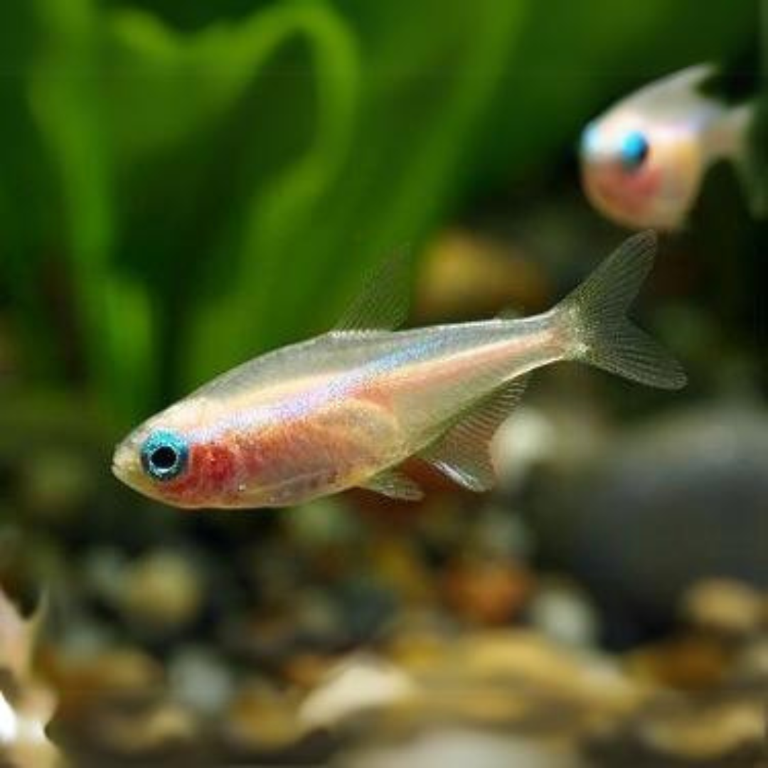 Live Fish Albino Neon Tetra | Planted Tank Fish | Single