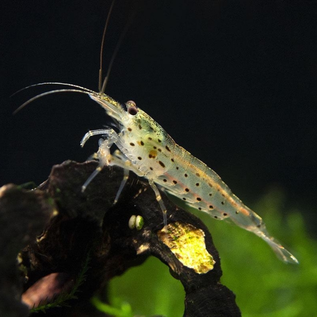 Shrimp Amano Aka Yamato 3 To 4cm - Single