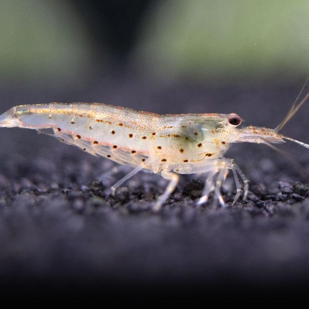 Shrimp Amano Aka Yamato 3 To 4cm - Single