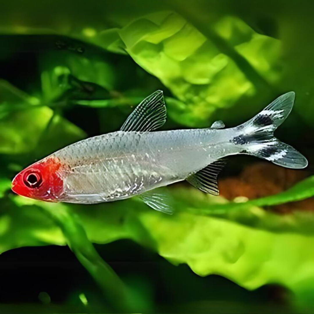 ರಮ್ಮಿ ನೋಸ್ ಟೆಟ್ರಾ ನೆಟ್ಟ ಟ್ಯಾಂಕ್ ಫಿಶ್ - ಸಿಂಗಲ್