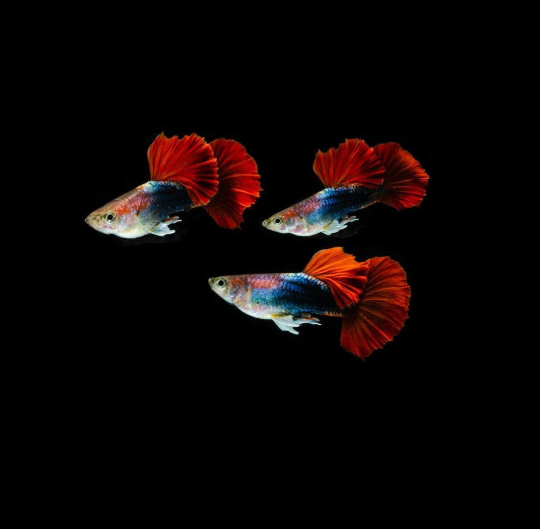 Guppy HB Red Rose