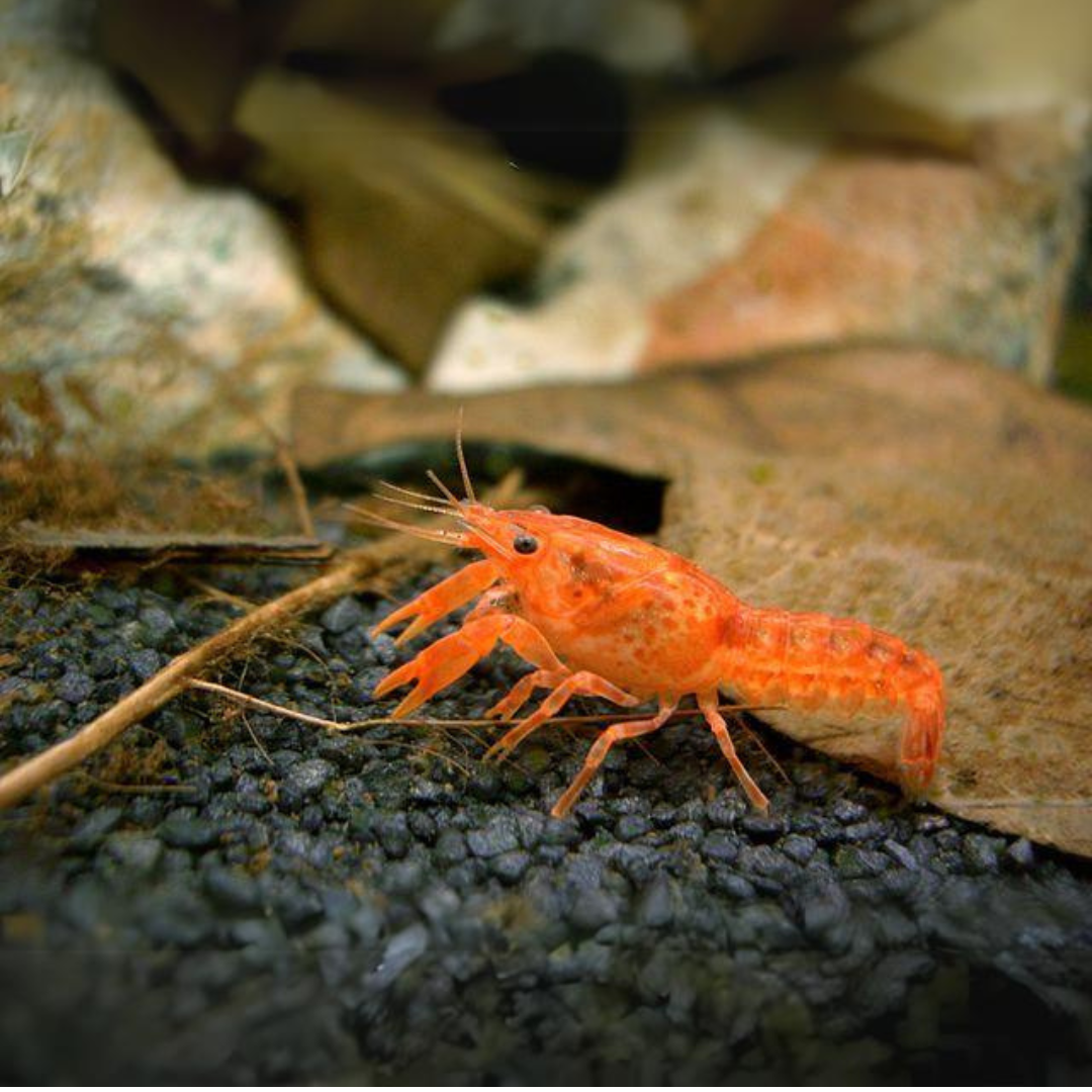 Lobster Orange Crayfish (2-3 Cms) - Single