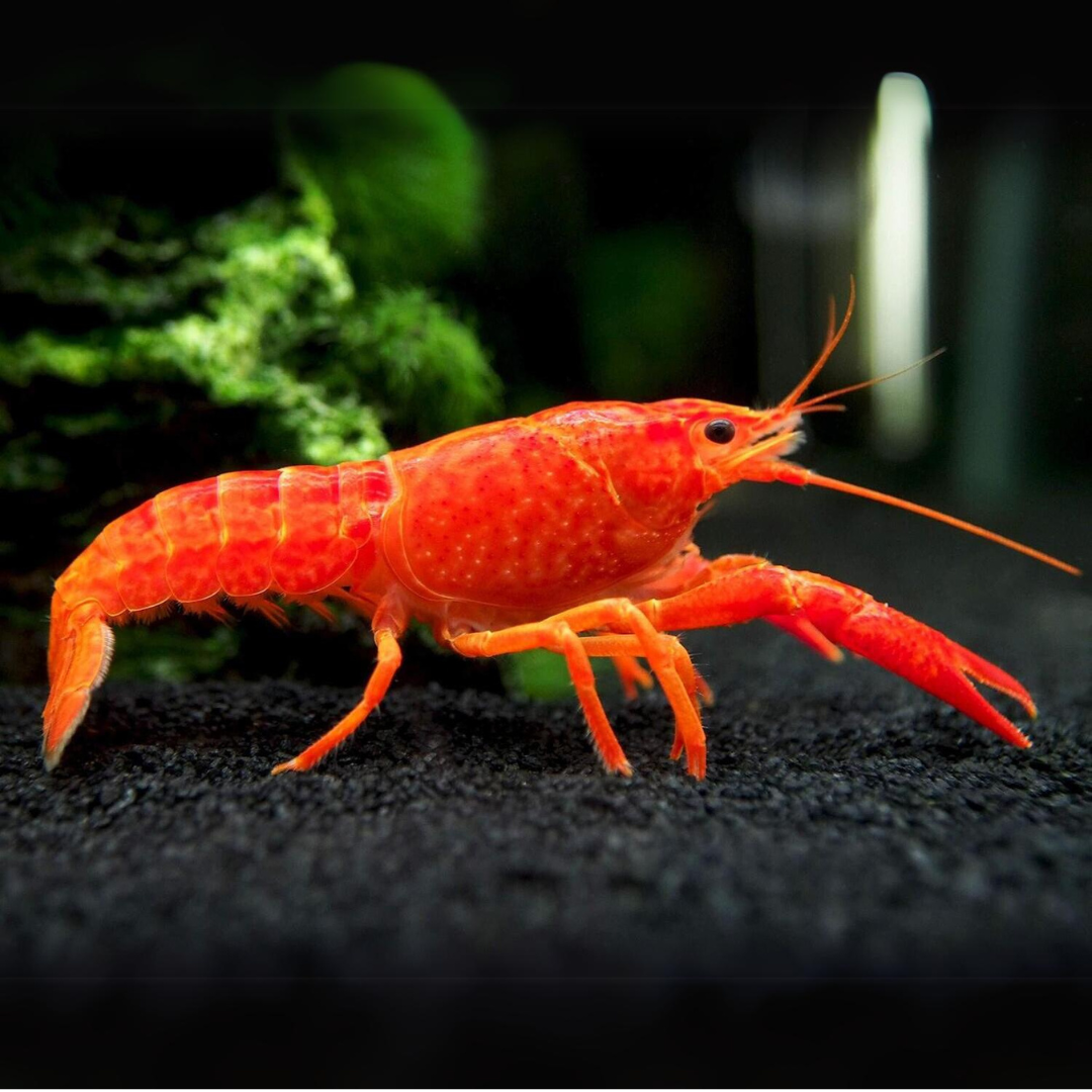 Lobster Red Crayfish (5-6 Cms) | Single