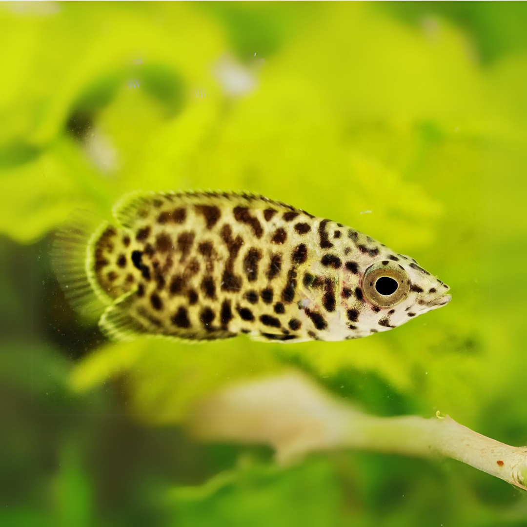 Leopard Gourami (2-3 Cms) | Single
