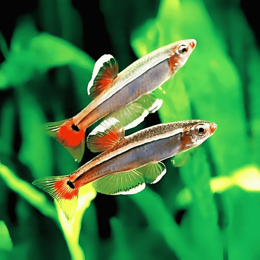 Mountain Minnows Tetra Planted Tank Fish - Single