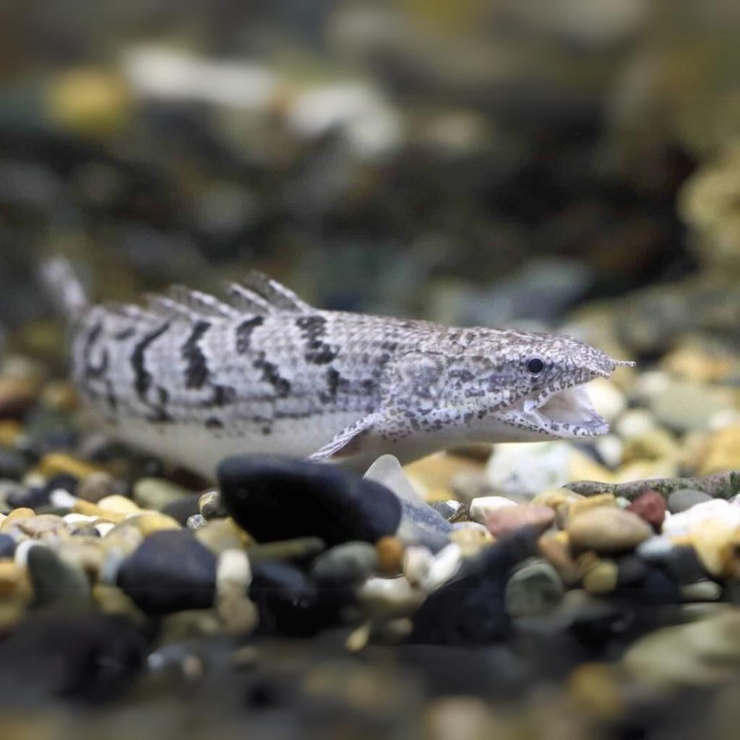 ಗ್ರೇ ಸೆನೆಗಲ್ | ಏಕ | 5" ರಿಂದ 6" | ಶ್ವಾಸಕೋಶದ ಮೀನು