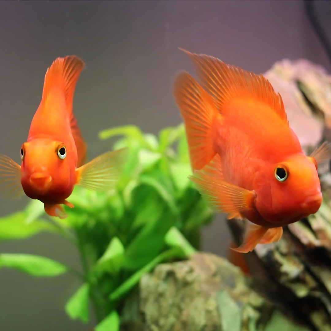 Red Parrot (3 Inches) - Single