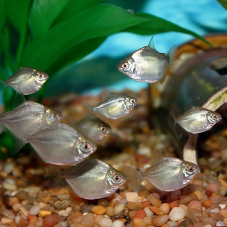 Silver Dollar (2 Inches) | Single