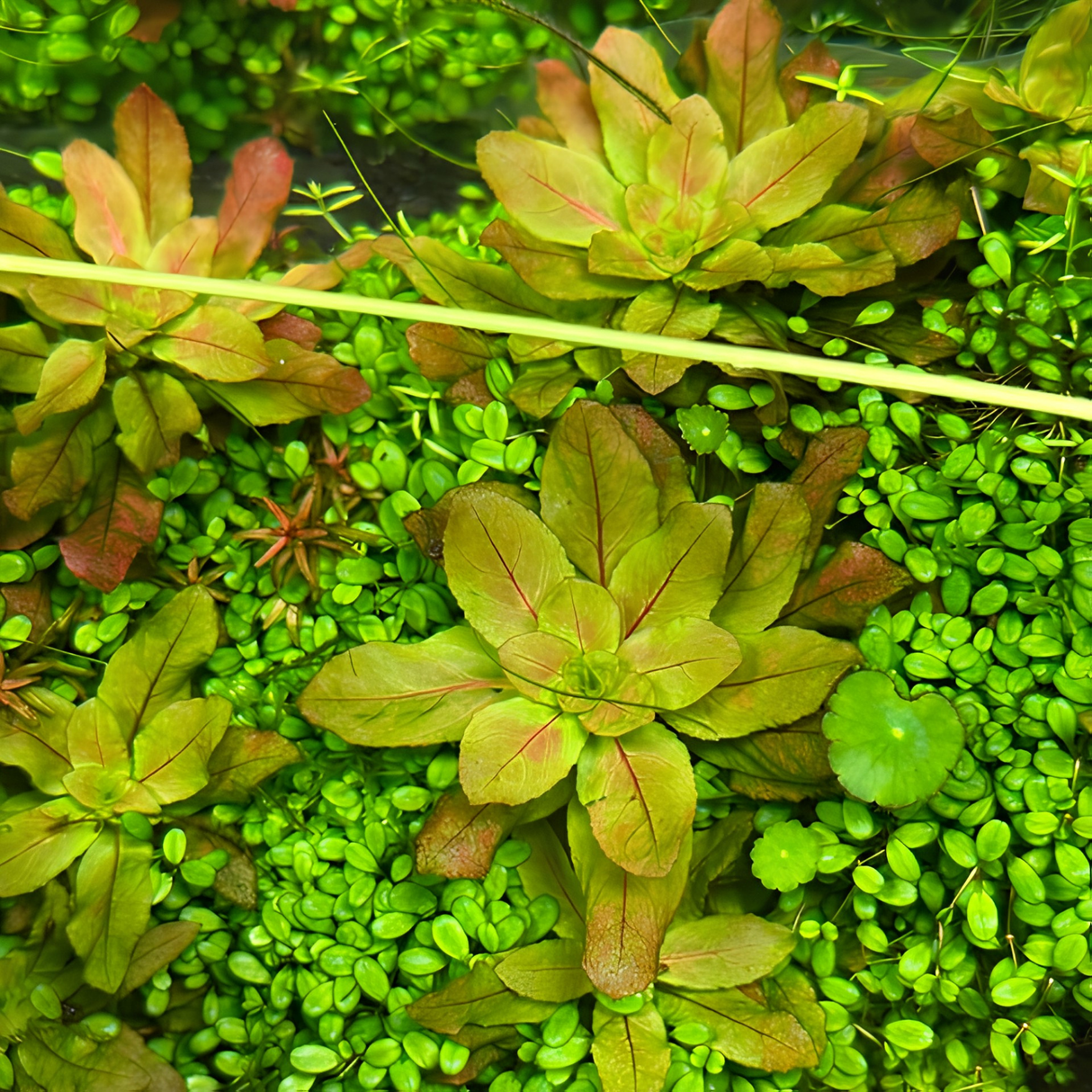 Sreepadma C128 Ludwigia sphaerocarpa| TC Live Plant