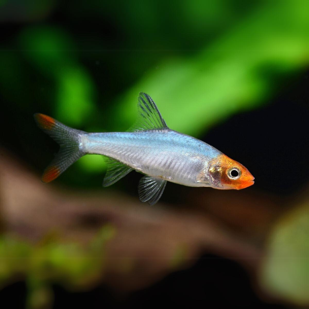 Sabwa Rasbora | Asian Rummy Nose | Planted Tank Fish | Pair