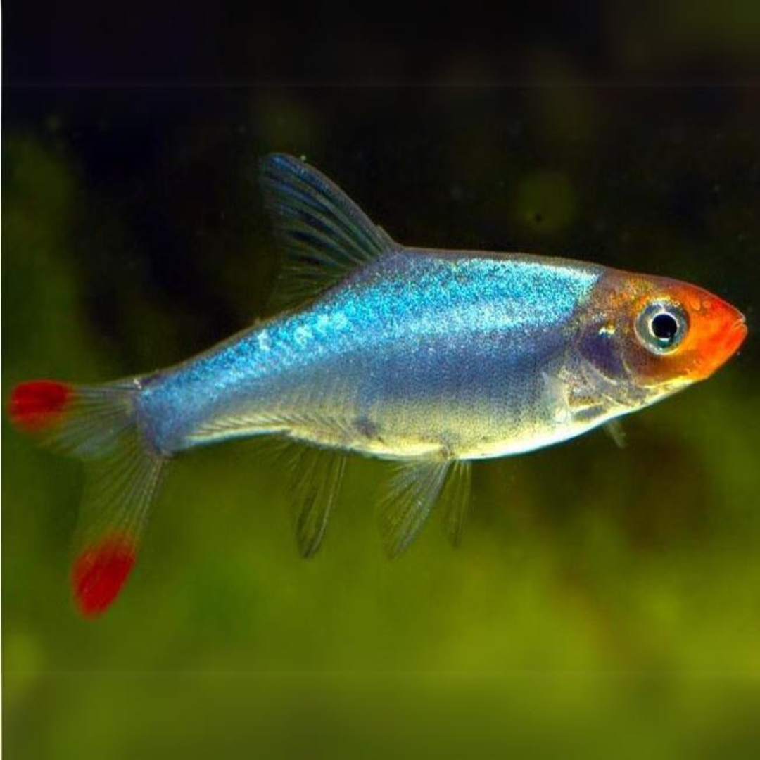 Sabwa Rasbora | Asian Rummy Nose | Planted Tank Fish | Pair