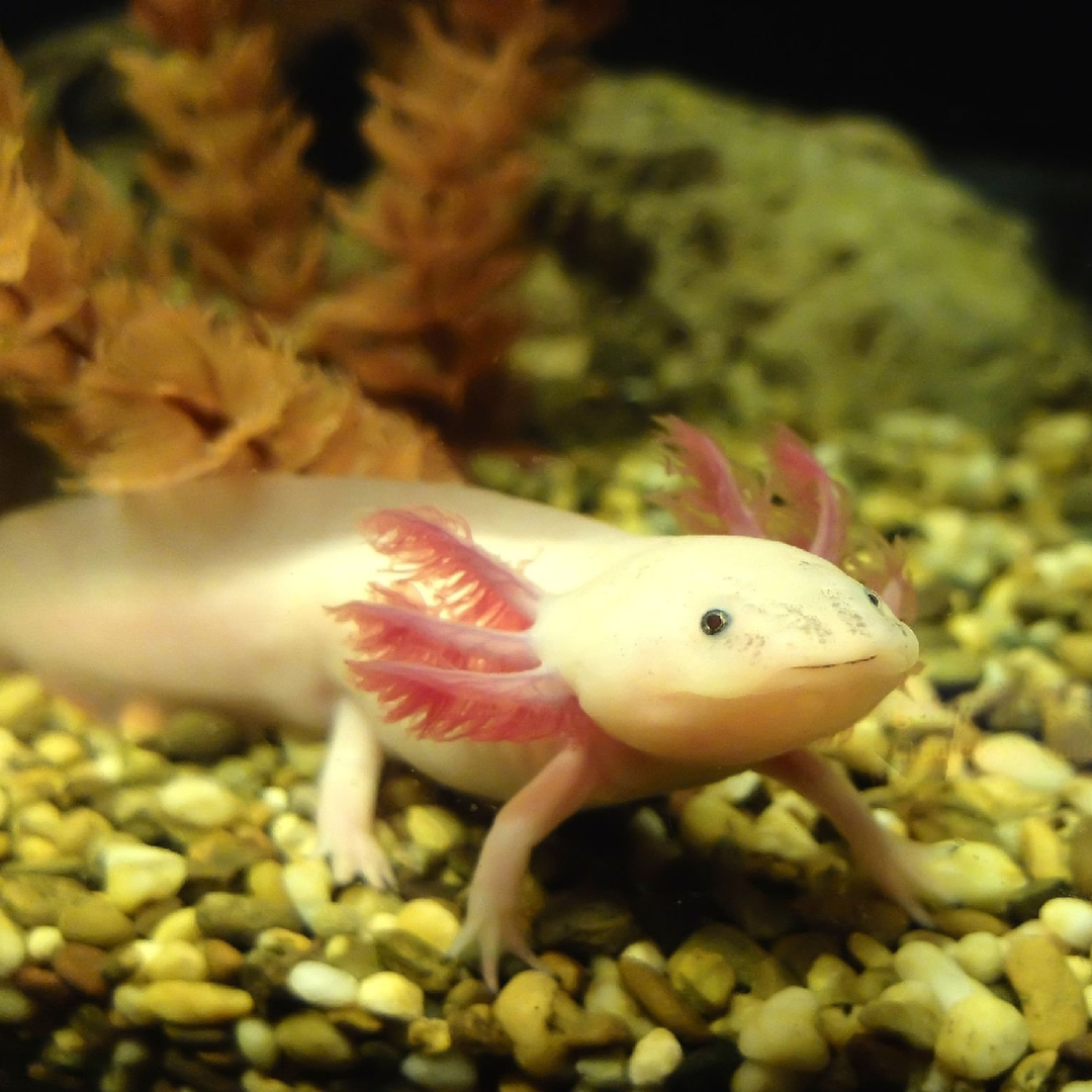 Axolotl Albino white (7-8 Inches) | Single