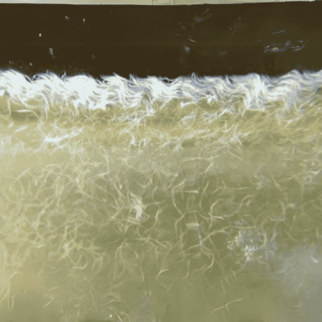 Viniger eel Starter Culture Live Pack