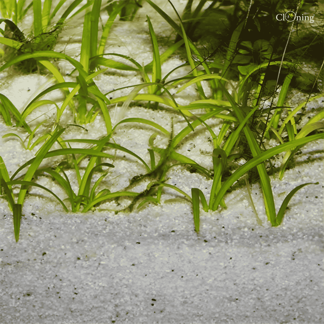 Decor JBL White Sand