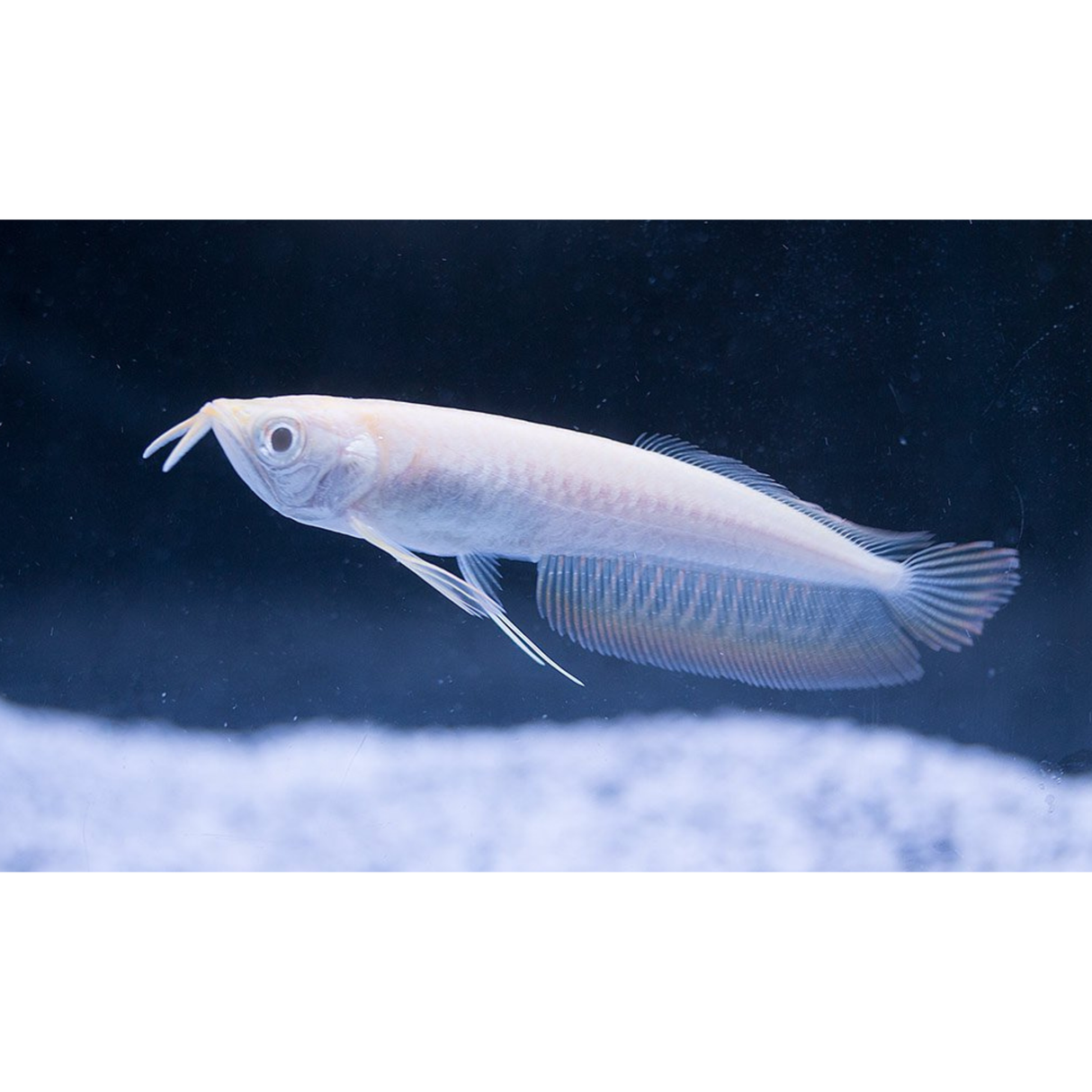 Live Fish Albino Silver Arowana (4-5) Inches