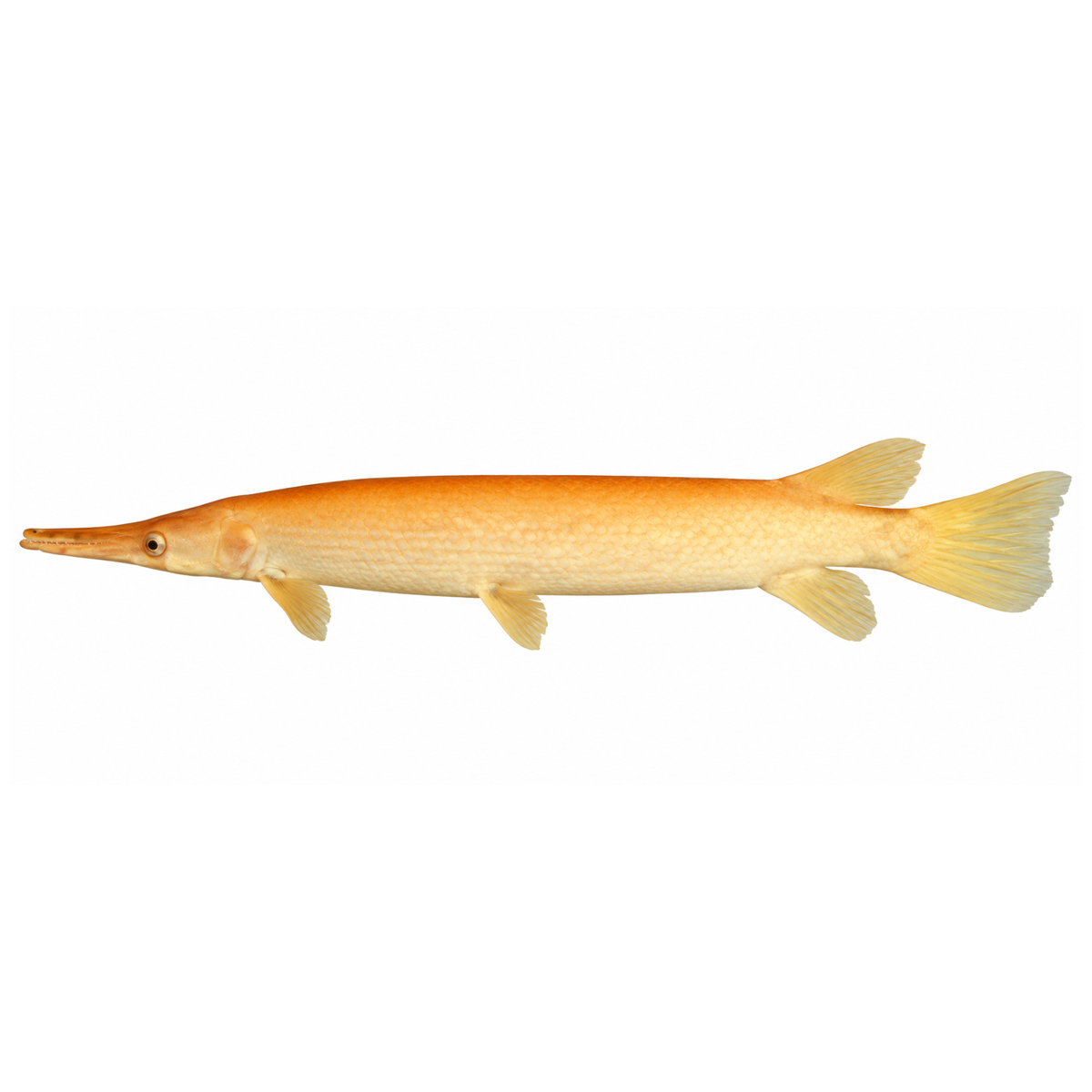 Live Fish Golden Aligator Gar (12 Inch) | Single
