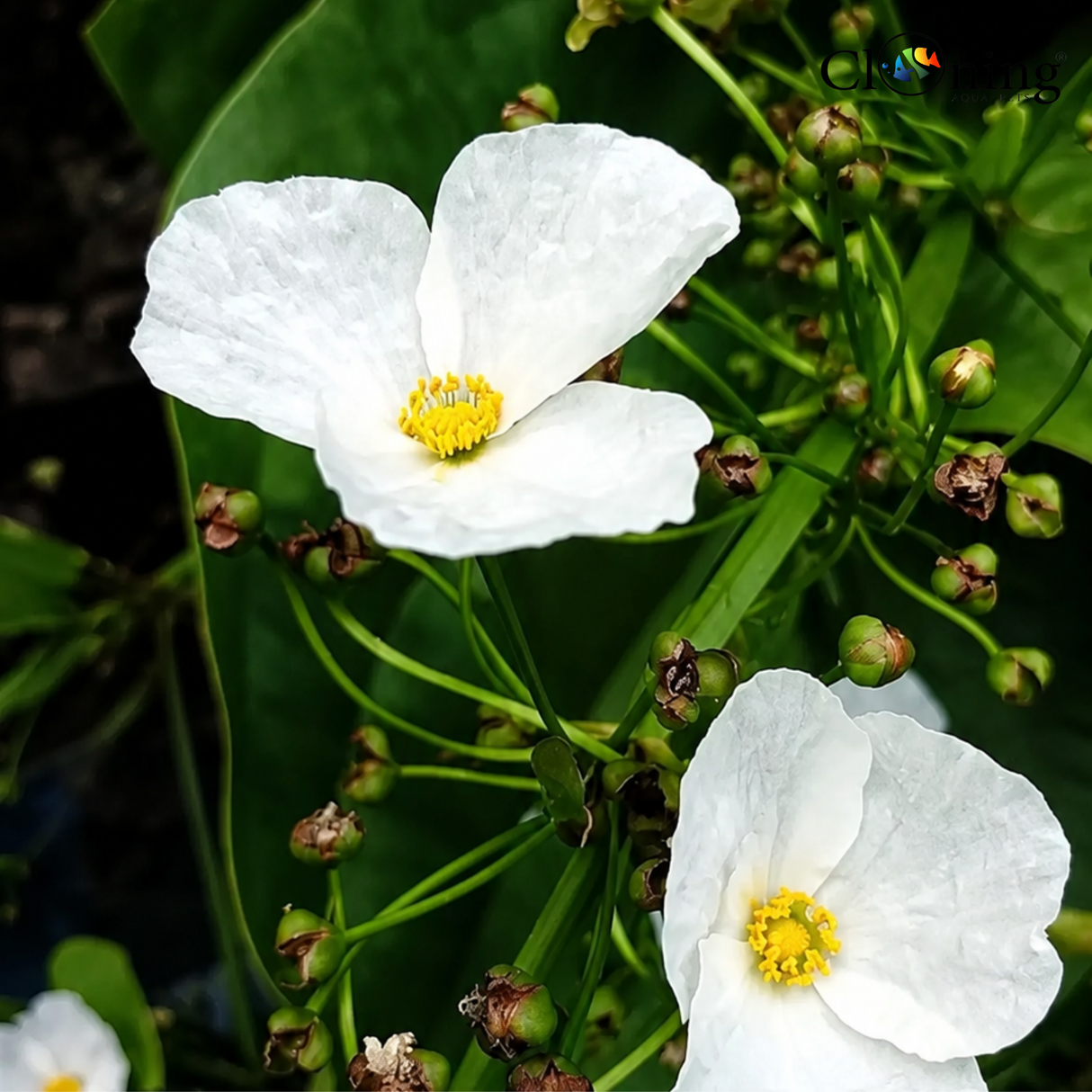Close-up of white flowers with green leaves and buds