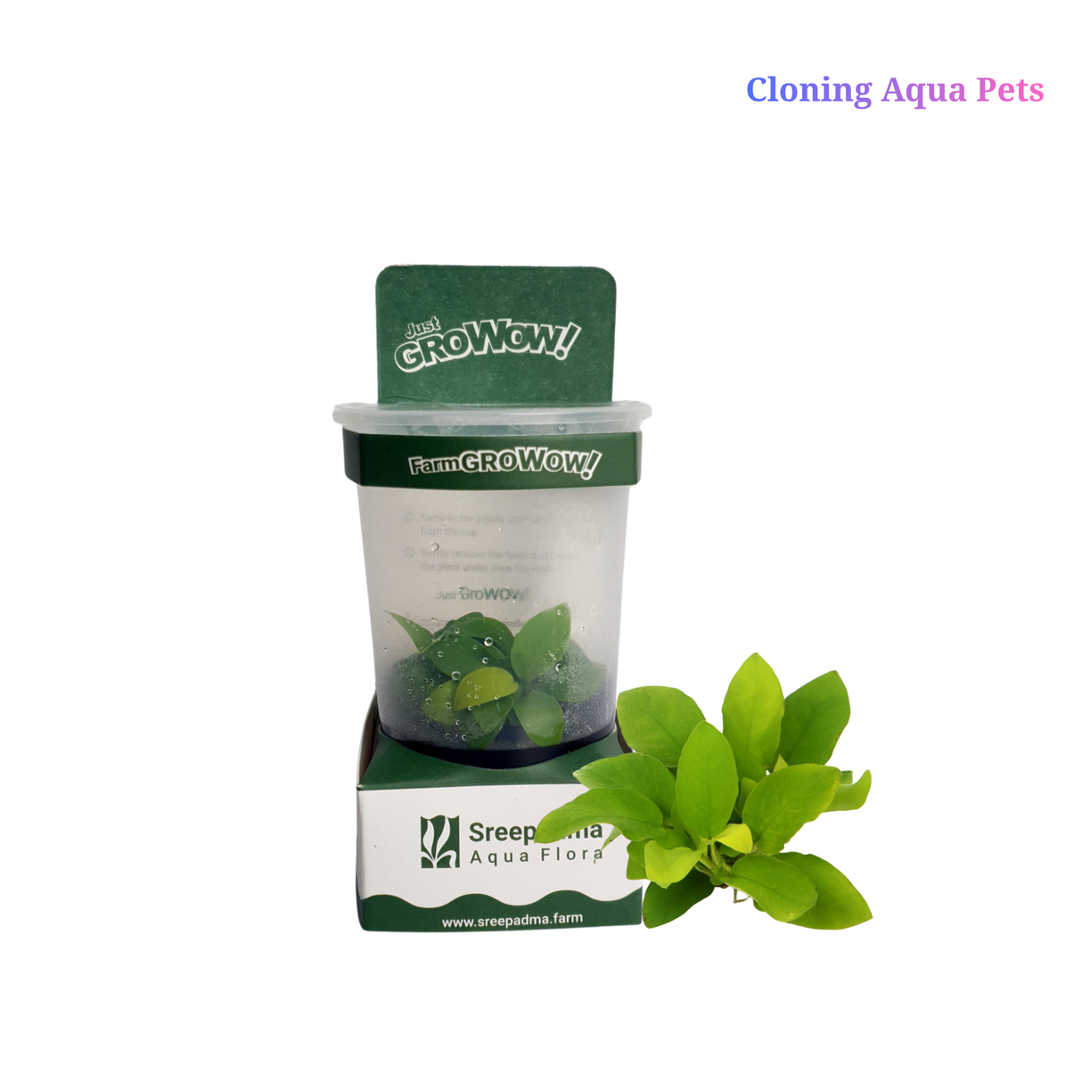 GroWoW! B6C Anubias Nana Gold