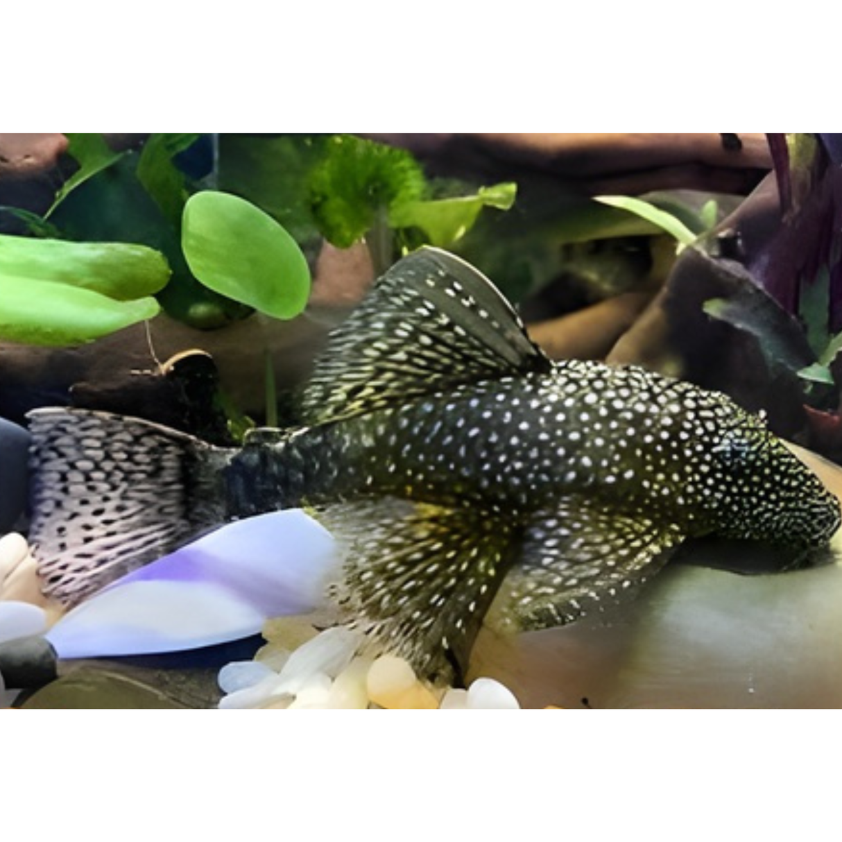 Live Fish Algae Eater Bristlenose Pleco