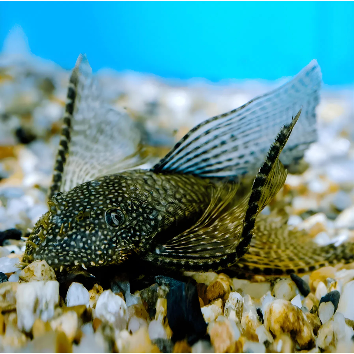 Live Fish Algae Eater Bristlenose Pleco