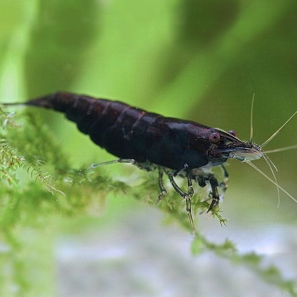 Shrimp Z Black | Single