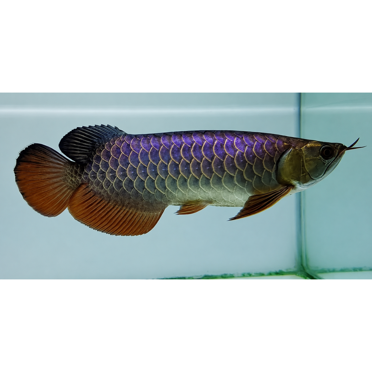 Live Fish Blue Base Arowana (6-7) Inches