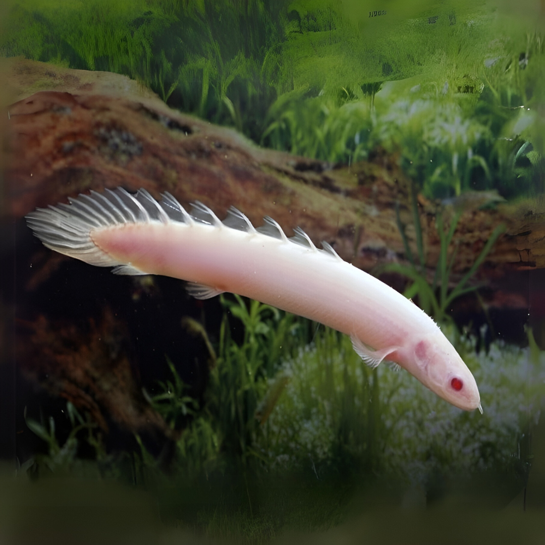 ಅಲ್ಬಿನೋ ಸೆನೆಗಲ್ | ಏಕ | 2" ರಿಂದ 3" | ಶ್ವಾಸಕೋಶದ ಮೀನು