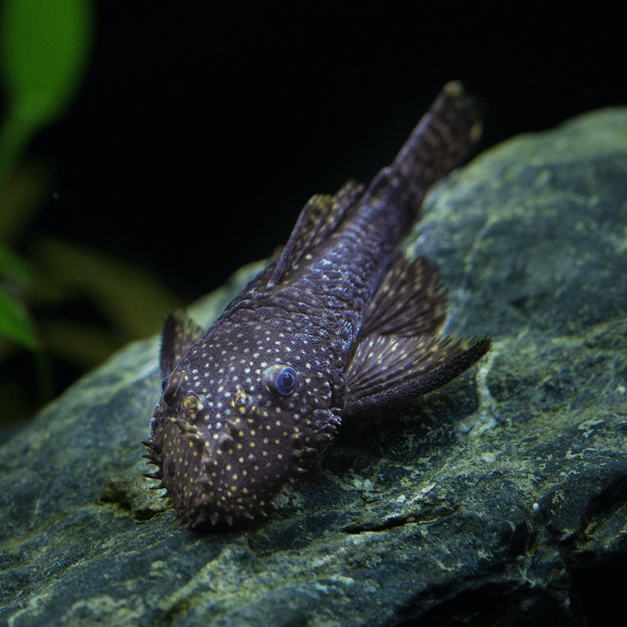 Bristlenose Pleco ಮೀನು | ಕಪ್ಪು | ಗಾತ್ರ 1" ರಿಂದ 1.5"