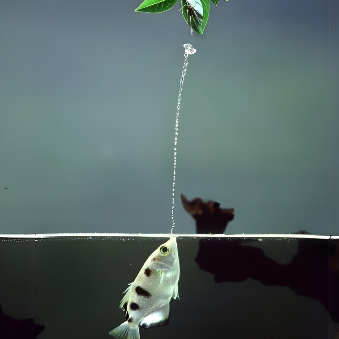 ಅಕ್ವೇರಿಯಂ ಲೈವ್ ಮೀನು | ಆರ್ಚರ್ ಫಿಶ್ ಗಾತ್ರ 2" | ಏಕ