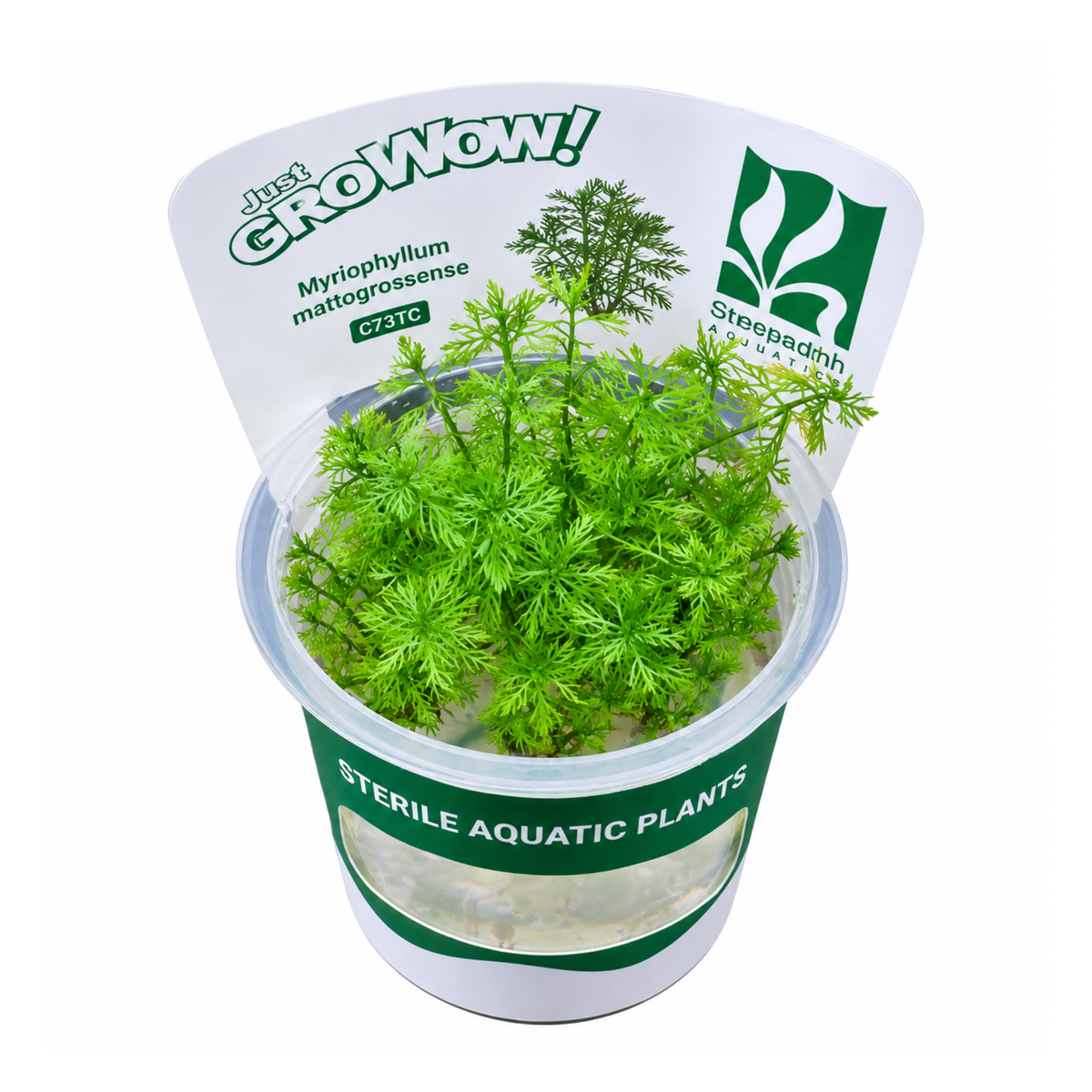 Sreepadma C73 Myriophyllum Mattogrossense | TC Live Plants
