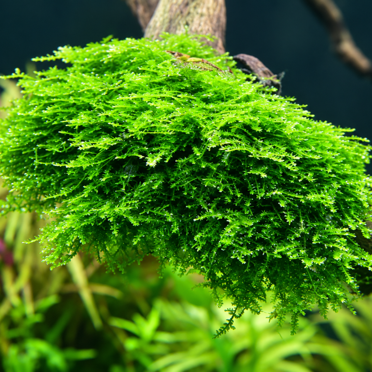 Sreepadma Mini Christmas Moss A45R