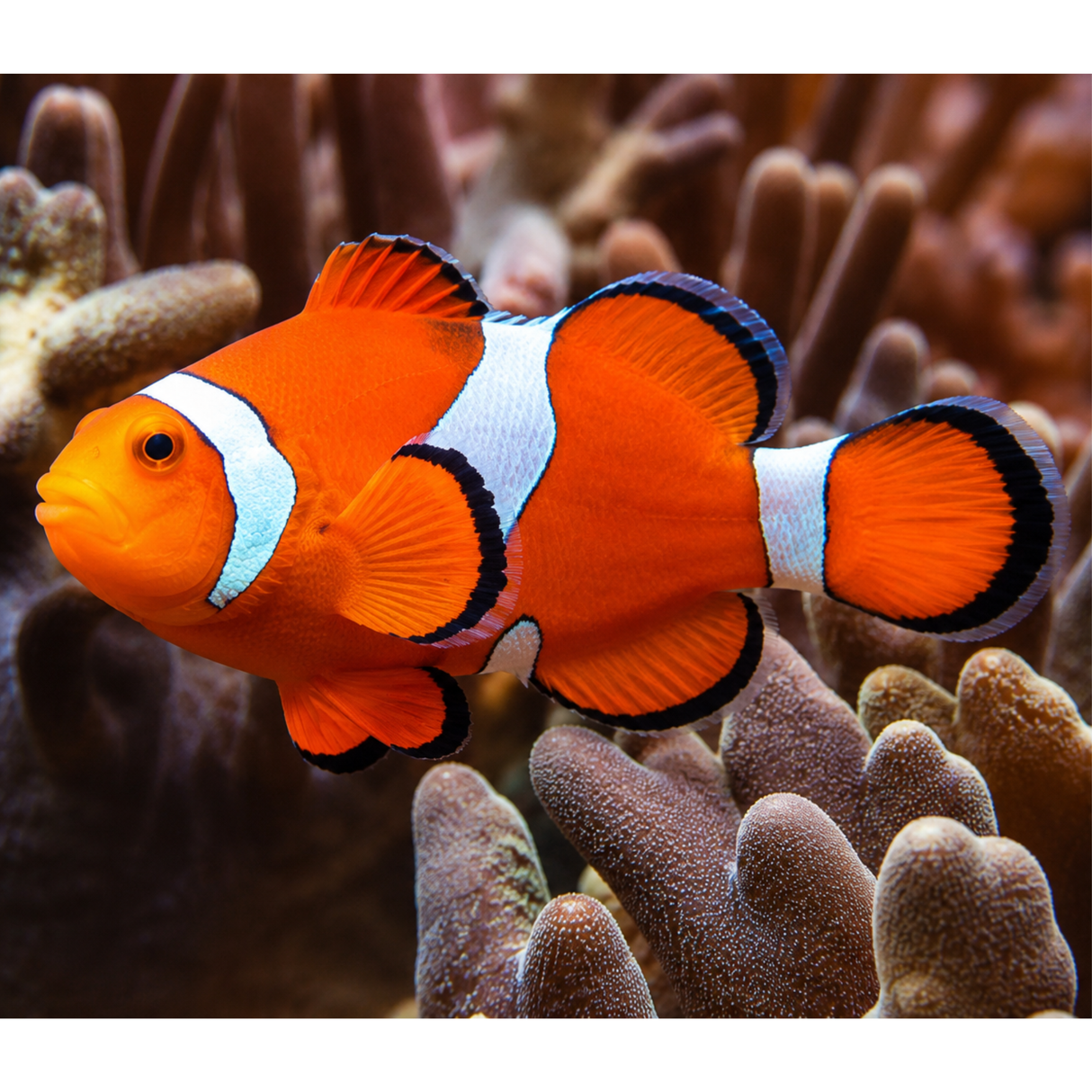 Live Fish Clown Fish | Single